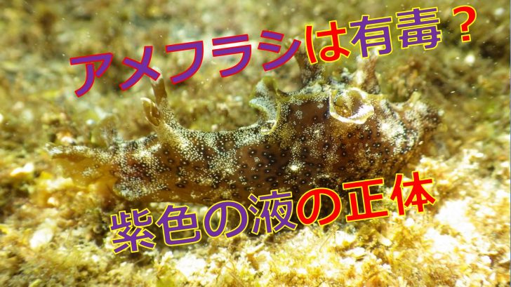 アメフラシに毒はあるの 紫色の液体の成分はなんなの 海鮮アクアリウム 海の生き物 魚介料理を楽しむためのブログ