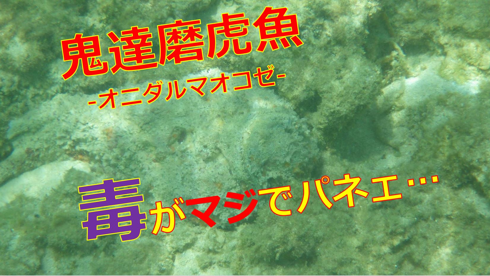 ヤシガニを食べるのは危険なの 料理や販売値段はいくらくらい 海鮮アクアリウム 海の生き物 魚介料理を楽しむためのブログ