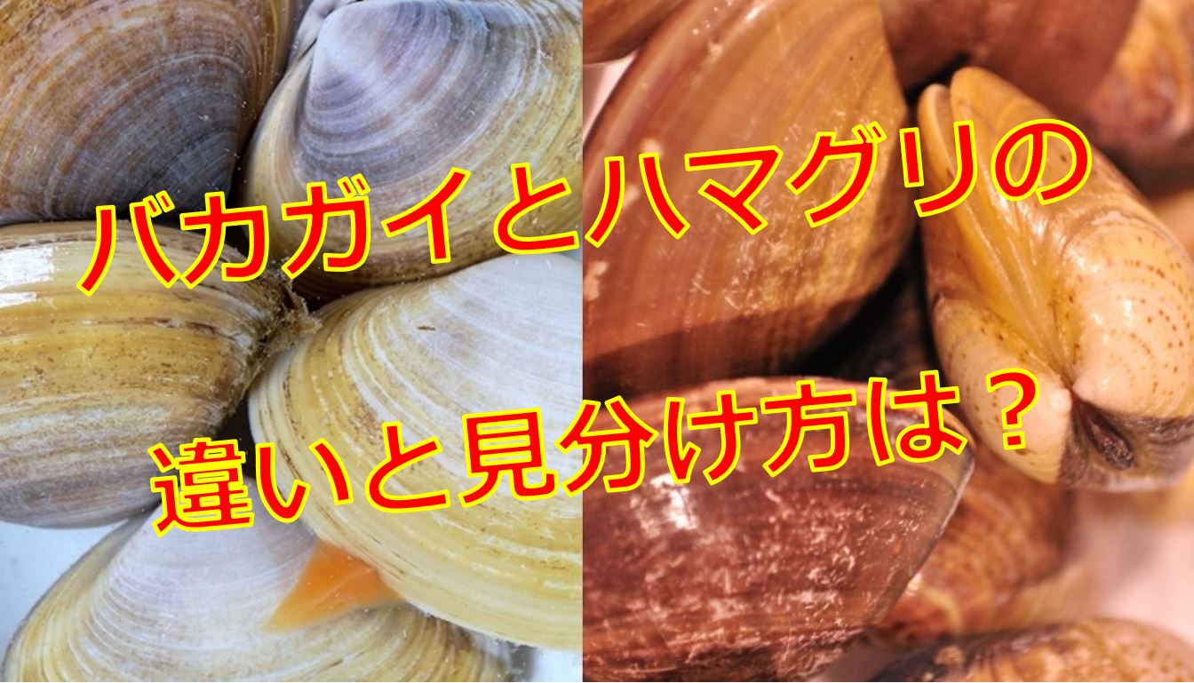 バカガイとハマグリの違いは 見分け方と特徴を画像で解説 海鮮アクアリウム 海の生き物 魚介料理を楽しむためのブログ