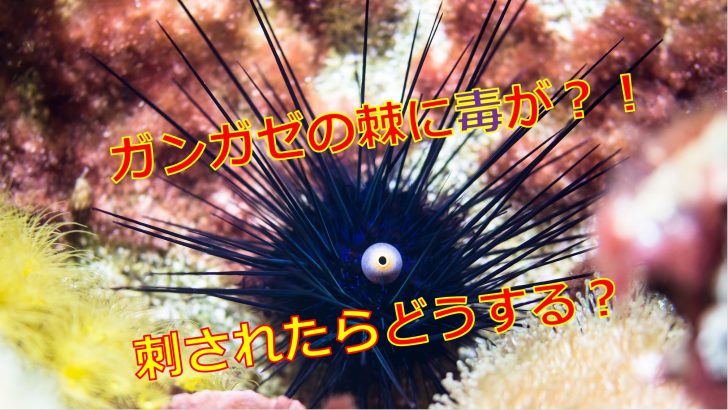 ガンガゼの棘には毒がある 刺されたら対処はどうすればいいの 海鮮アクアリウム 海の生き物 魚介料理を楽しむためのブログ