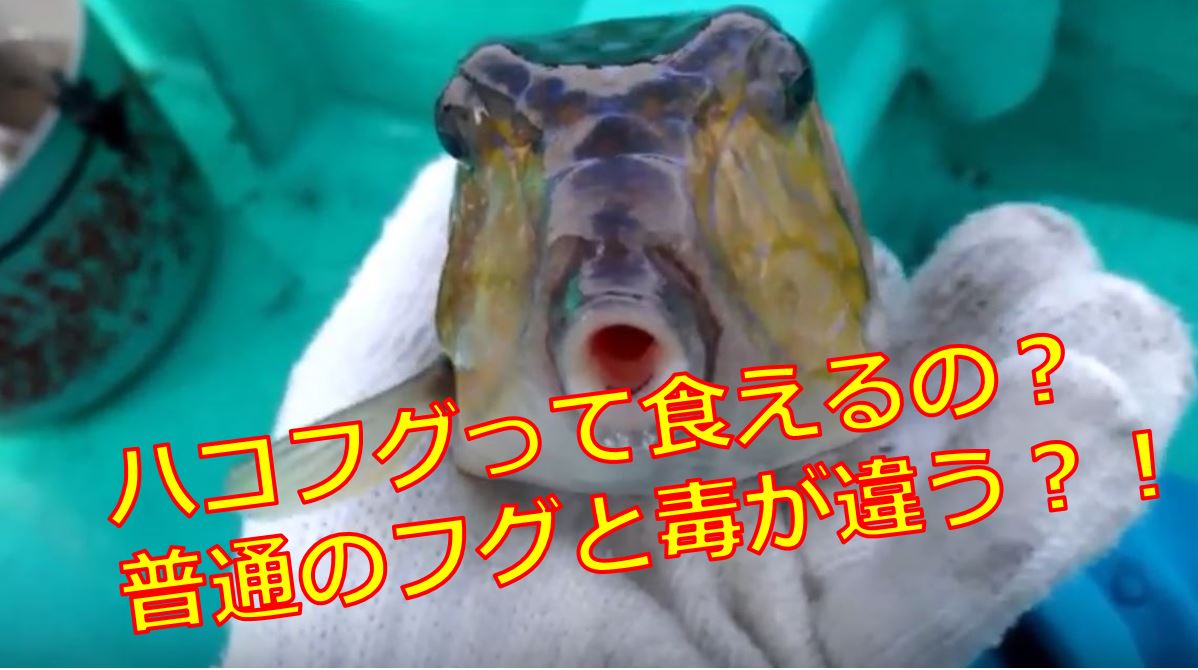 ハコフグの毒の毒性は強い 料理して食べることはできるの 海鮮アクアリウム 海の生き物 魚介料理を楽しむためのブログ