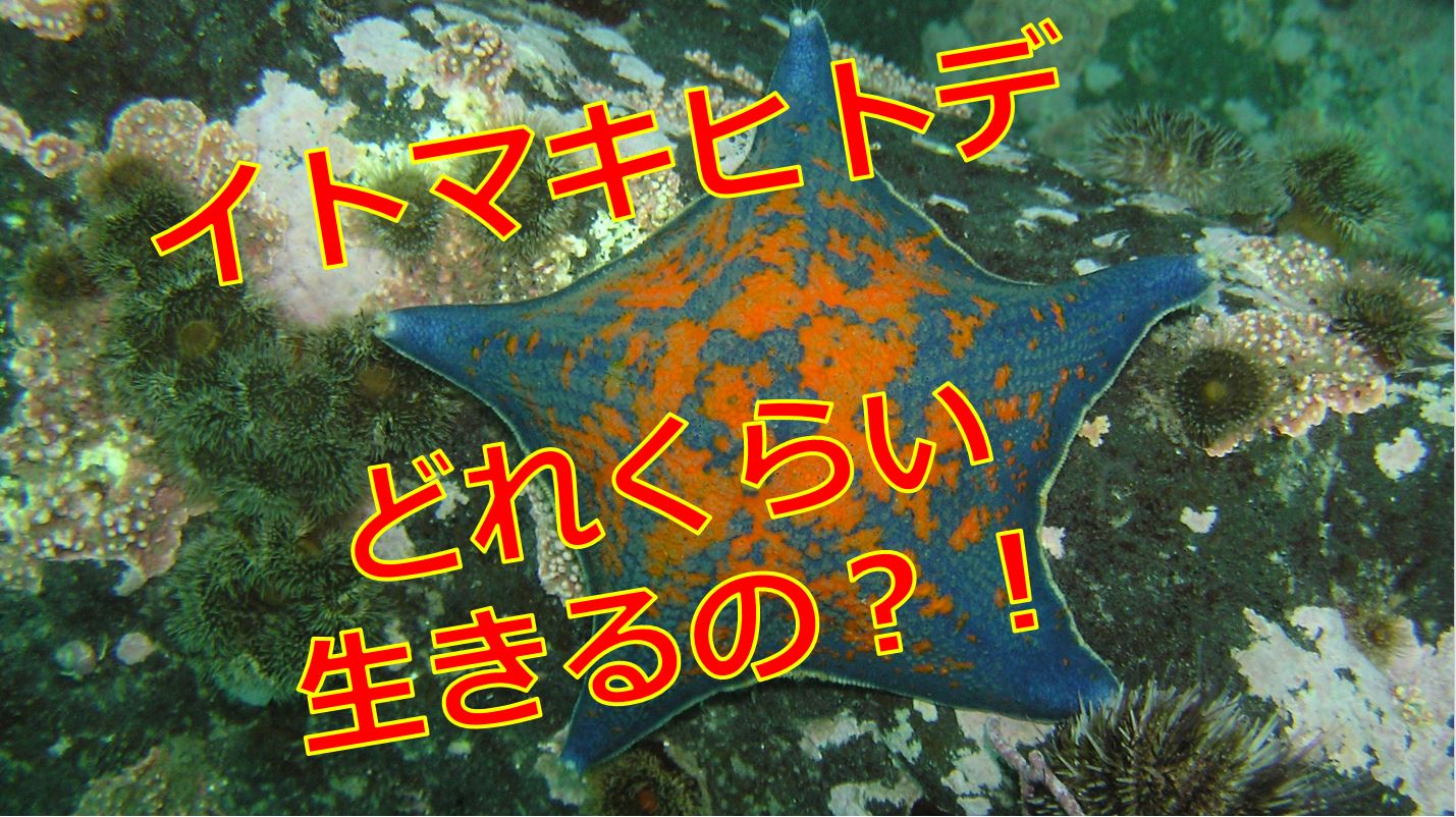 ガンガゼとウニの違いは 食用として食べると美味しいの 海鮮アクアリウム 海の生き物 魚介料理を楽しむためのブログ