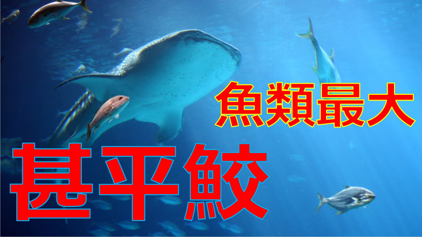 ジンベエザメの大きさはどれくらい 飼育中の日本の水族館はどこ 海鮮アクアリウム 海の生き物 魚介料理を楽しむためのブログ
