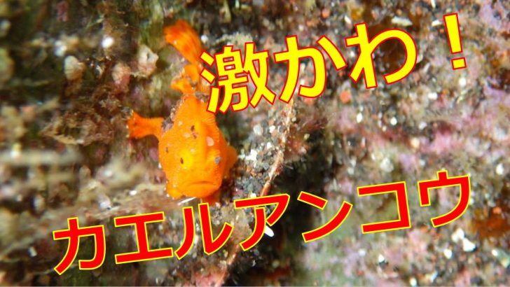 日本にいるカエルアンコウの種類は どこの水族館で展示している 海鮮アクアリウム 海の生き物 魚介料理を楽しむためのブログ