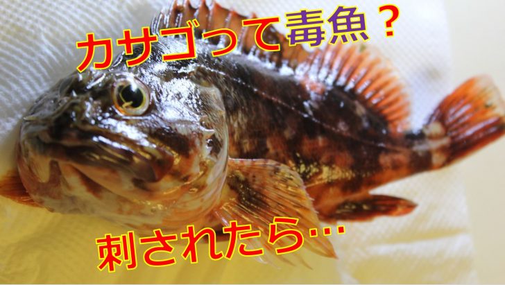 カサゴは毒があるけど食べられる 刺された時の症状と処置方法は 海鮮アクアリウム 海の生き物 魚介料理を楽しむためのブログ