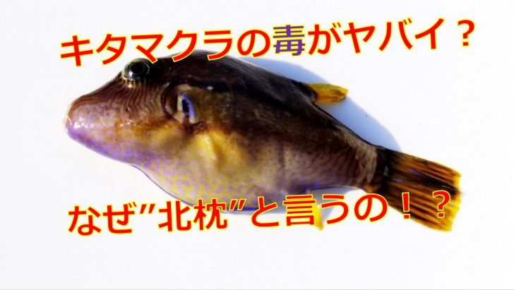 キタマクラのフグ毒の強さと部位は 名前の由来は食べると危険だから 海鮮アクアリウム 海の生き物 魚介料理を楽しむためのブログ