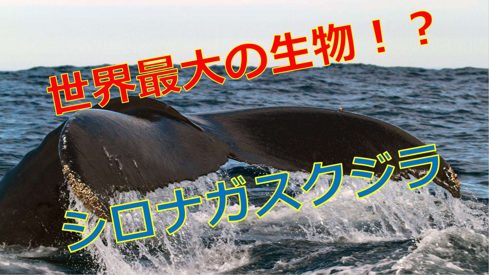 シロナガスクジラの大きさを比較してみた 寿命はどれくらいになるの 海鮮アクアリウム 海の生き物 魚介料理を楽しむためのブログ