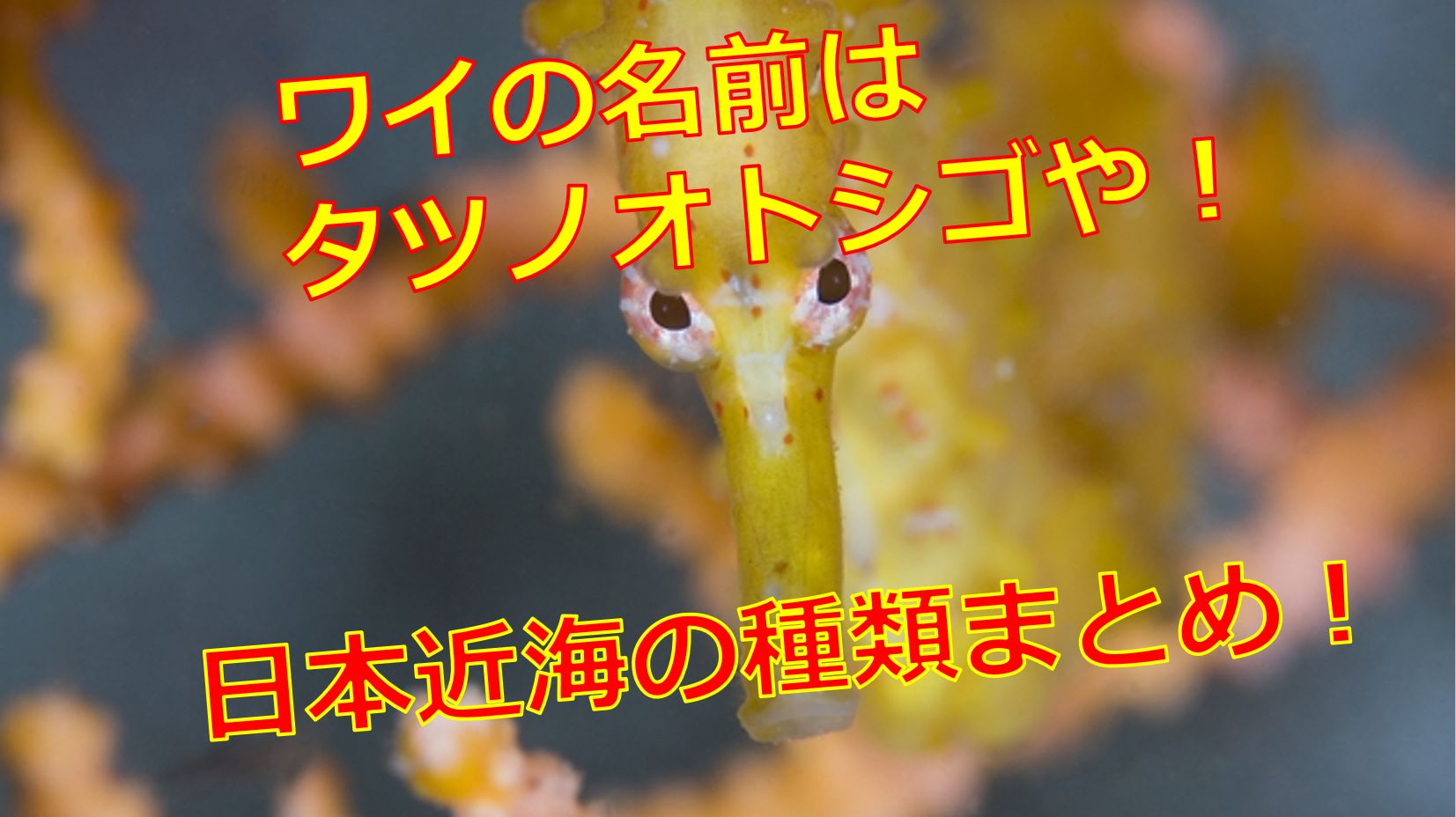 日本のタツノオトシゴの種類は 写真や画像付きで名前や生態を紹介 海鮮アクアリウム 海の生き物 魚介料理を楽しむためのブログ