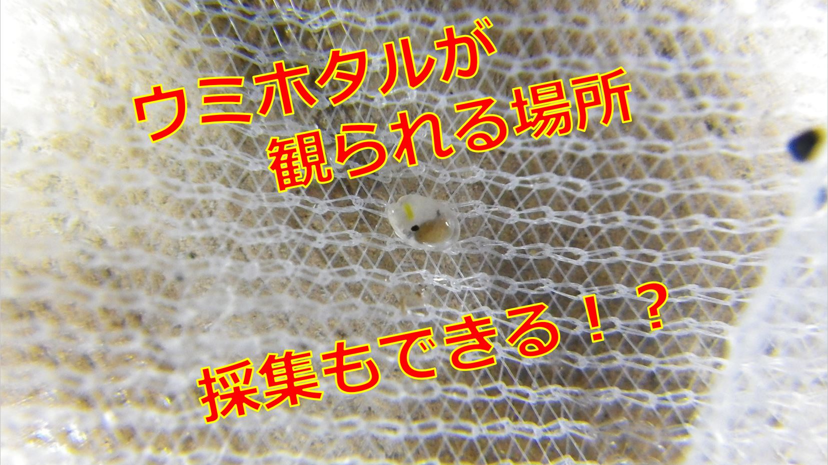 ウミホタルが見られる場所は 東京湾で採集することはできる 海鮮アクアリウム 海の生き物 魚介料理を楽しむためのブログ