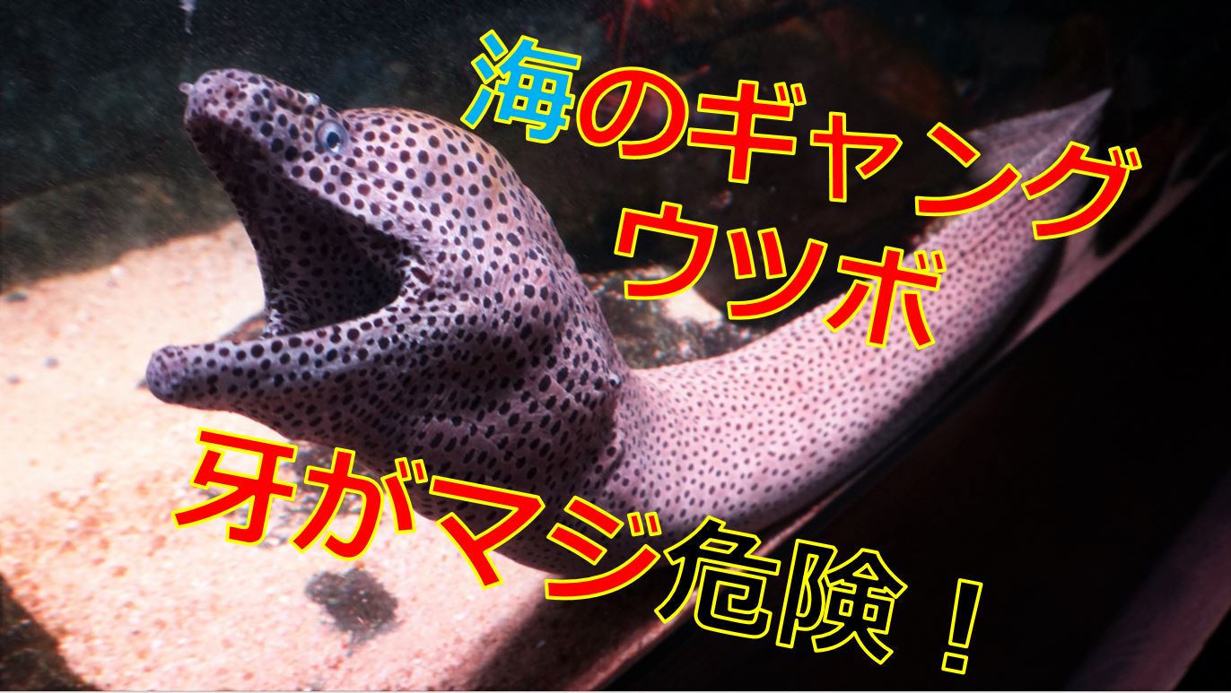 ウツボの顎の力はどれくらい 鋭い歯で噛まれるから危険 海鮮アクアリウム 海の生き物 魚介料理を楽しむためのブログ