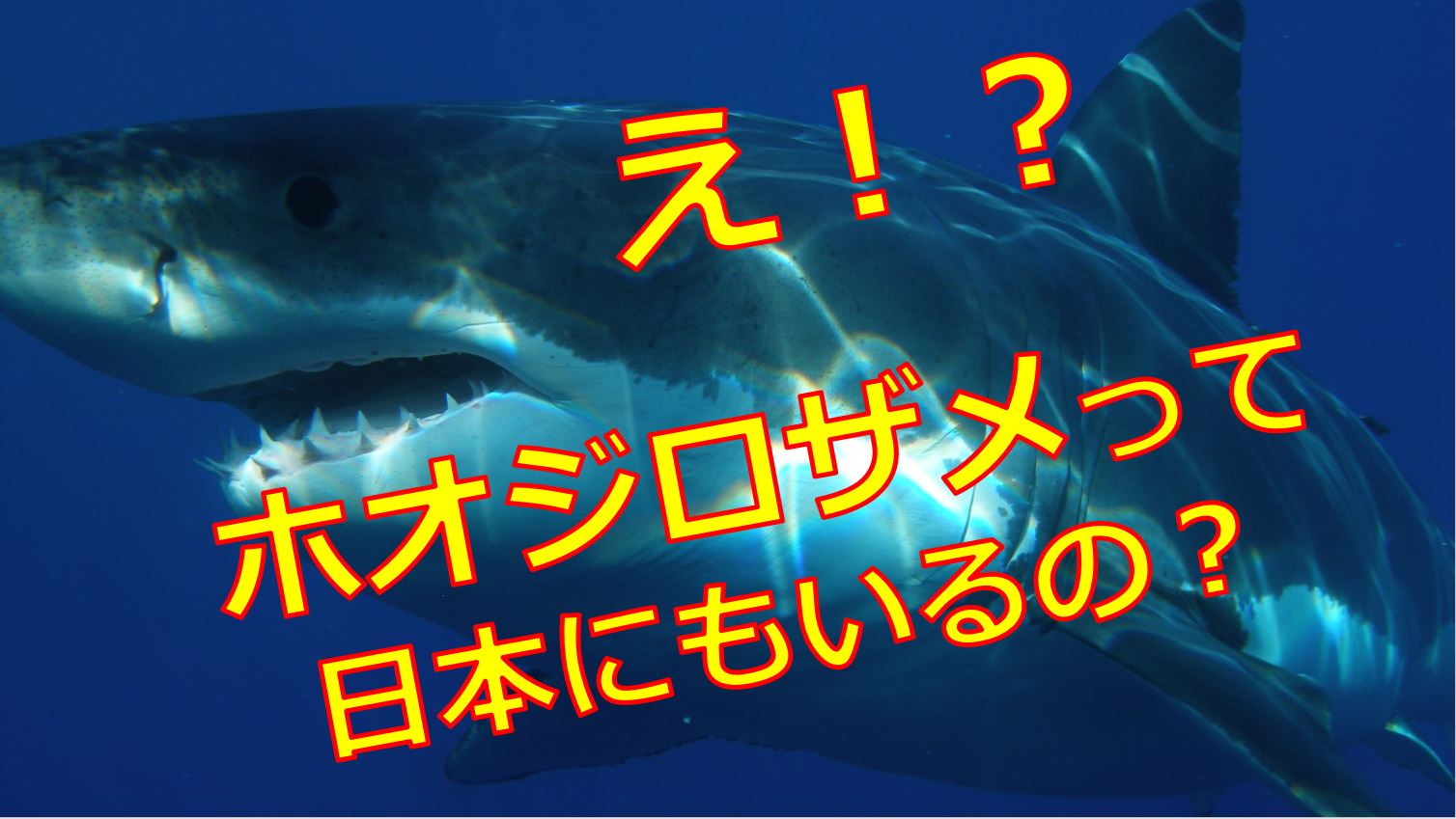 ホオジロザメが日本の海に生息している 被害や事故は過去にあったの 海鮮アクアリウム 海の生き物 魚介料理を楽しむためのブログ