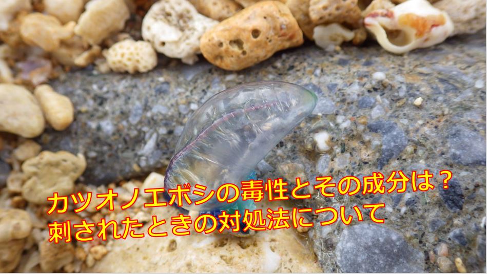 カツオノエボシの毒性とその成分は 刺されたときの対処法 海鮮アクアリウム 海の生き物 魚介料理を楽しむためのブログ