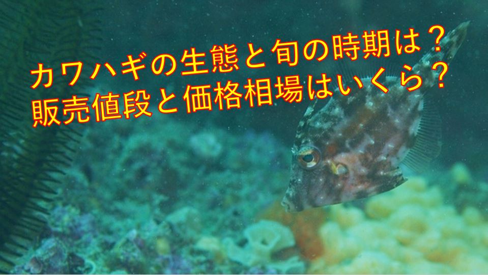 カワハギの生態と旬の時期は 販売値段の相場はいくら 海鮮アクアリウム 海の生き物 魚介料理を楽しむためのブログ