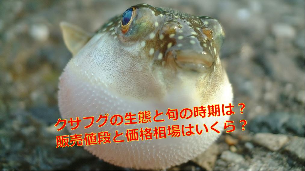 クサフグの生態と旬の時期は 販売値段と価格相場はいくら 海鮮アクアリウム 海の生き物 魚介料理を楽しむためのブログ