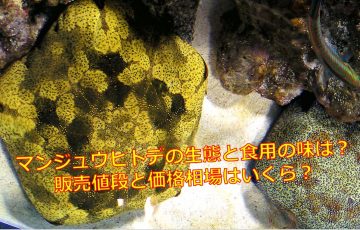 オニヒトデの生態と毒性は 毒の成分と刺された時の対処法 海鮮アクアリウム 海の生き物 魚介料理を楽しむためのブログ