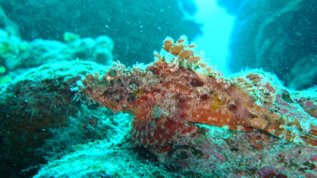 オニカサゴの毒性と成分は 刺されたときの対処法についても 海鮮アクアリウム 海の生き物 魚介料理を楽しむためのブログ