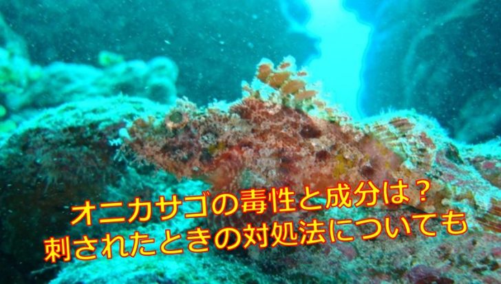 オニカサゴの毒性と成分は 刺されたときの対処法についても 海鮮アクアリウム 海の生き物 魚介料理を楽しむためのブログ