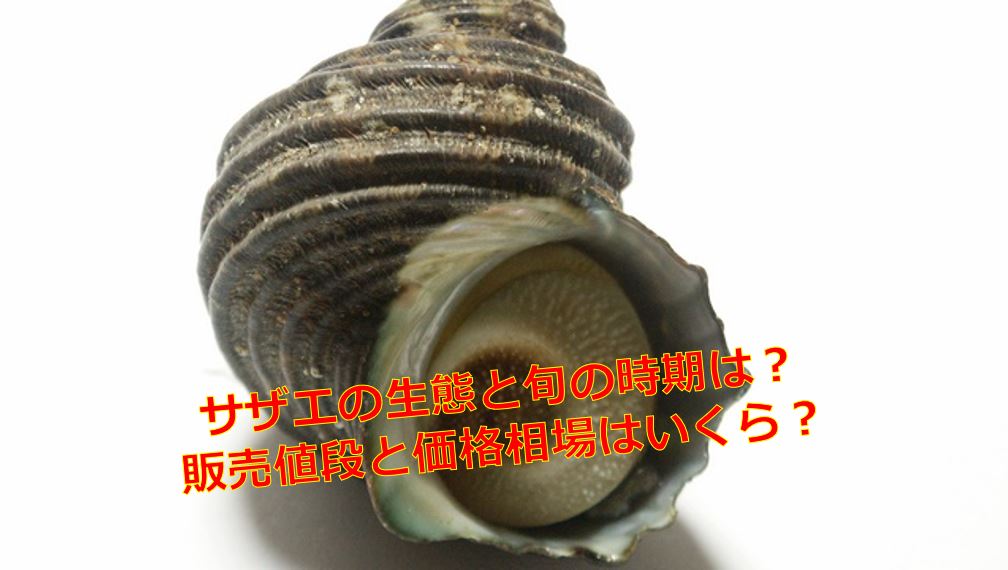 サザエの生態と旬の時期は 販売値段と価格相場はいくら 海鮮アクアリウム 海の生き物 魚介料理を楽しむためのブログ