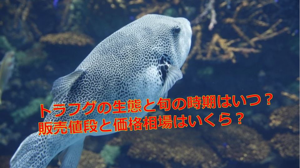 トラフグの生態と旬の時期はいつ 販売値段と価格相場はいくら 海鮮アクアリウム 海の生き物 魚介料理を楽しむためのブログ