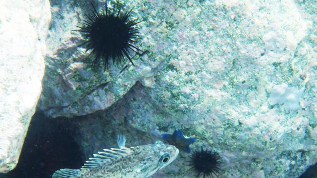 ムラサキウニの生態と旬の時期はいつ 販売値段と価格相場はいくら 海鮮アクアリウム 海の生き物 魚介料理を楽しむためのブログ