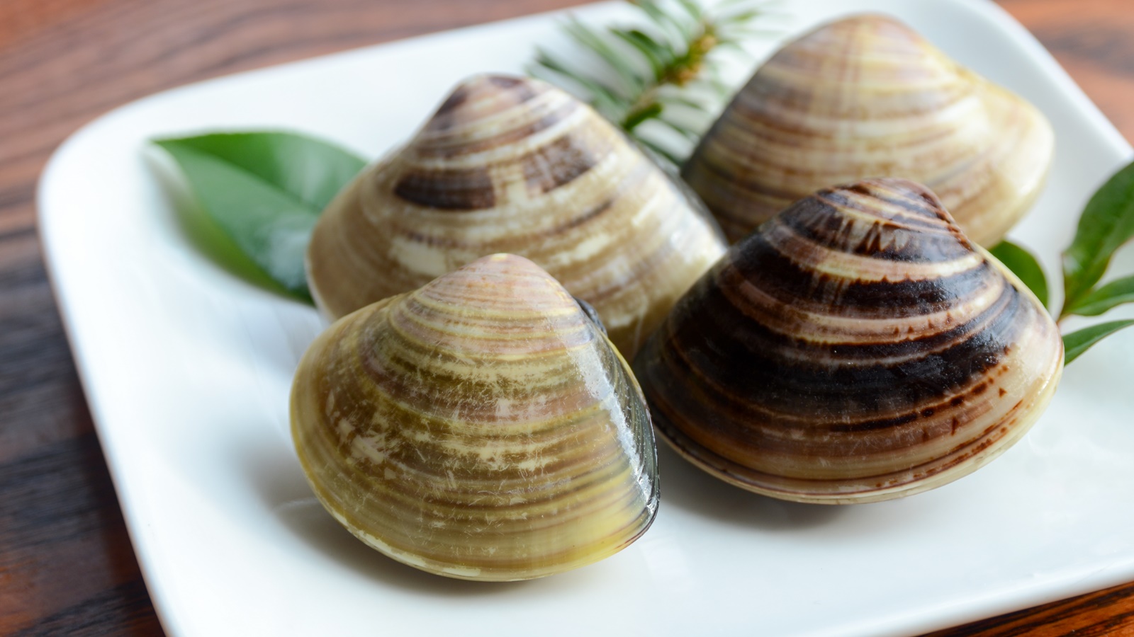 ハマグリの生態と旬の時期は?販売値段と価格相場はいくら? 海鮮アクアリウム|海の生き物・魚介料理を楽しむためのブログ