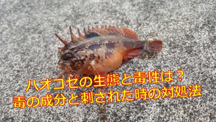 ハオコゼの生態と毒性は 毒の成分と刺された時の対処法 海鮮アクアリウム 海の生き物 魚介料理を楽しむためのブログ