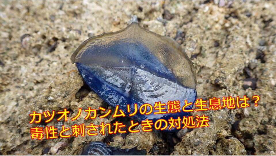 カツオノカンムリの生態と生息地は 毒性と刺されたときの対処法 海鮮アクアリウム 海の生き物 魚介料理を楽しむためのブログ