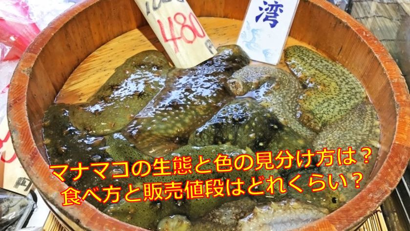 マナマコの生態と色の見分け方は 食べ方と販売値段はどれくらい 海鮮アクアリウム 海の生き物 魚介料理を楽しむためのブログ