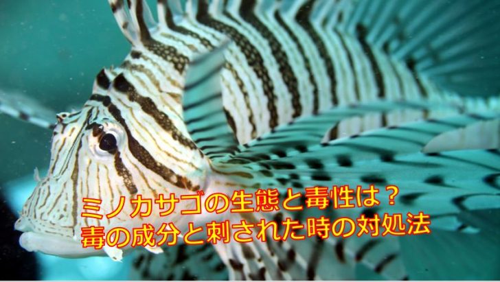 ミノカサゴの生態と毒性は 毒の成分と刺された時の対処法 海鮮アクアリウム 海の生き物 魚介料理を楽しむためのブログ