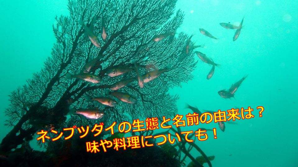 ネンブツダイの生態と名前の由来は 味や料理についても 海鮮アクアリウム 海の生き物 魚介料理を楽しむためのブログ