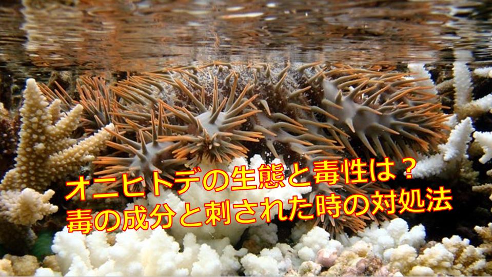 オニヒトデの生態と毒性は 毒の成分と刺された時の対処法 海鮮アクアリウム 海の生き物 魚介料理を楽しむためのブログ