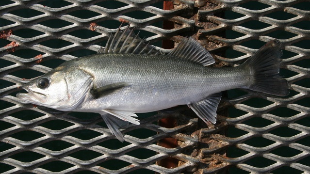 スズキの生態と旬の時期は 販売値段と価格相場はいくら 海鮮アクアリウム 海の生き物 魚介料理を楽しむためのブログ