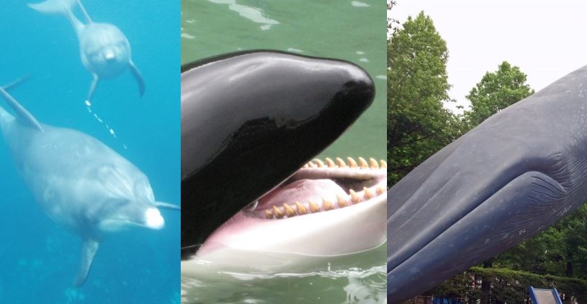 イルカとクジラとシャチの違いは 大きさや知能についても 海鮮アクアリウム 海の生き物 魚介料理を楽しむためのブログ