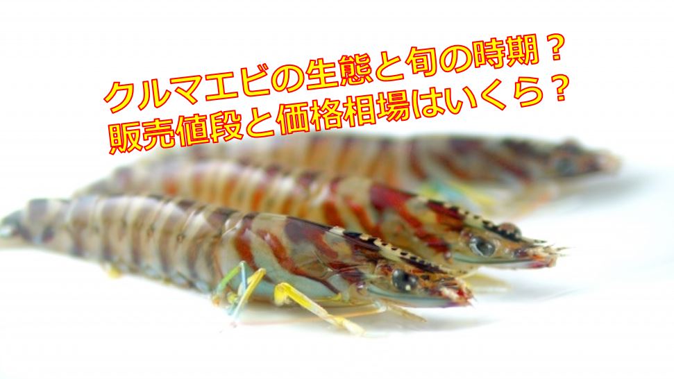 クルマエビの生態と旬の時期?販売値段と価格相場はいくら? | 海鮮アクアリウム|海の生き物・魚介料理を楽しむためのブログ