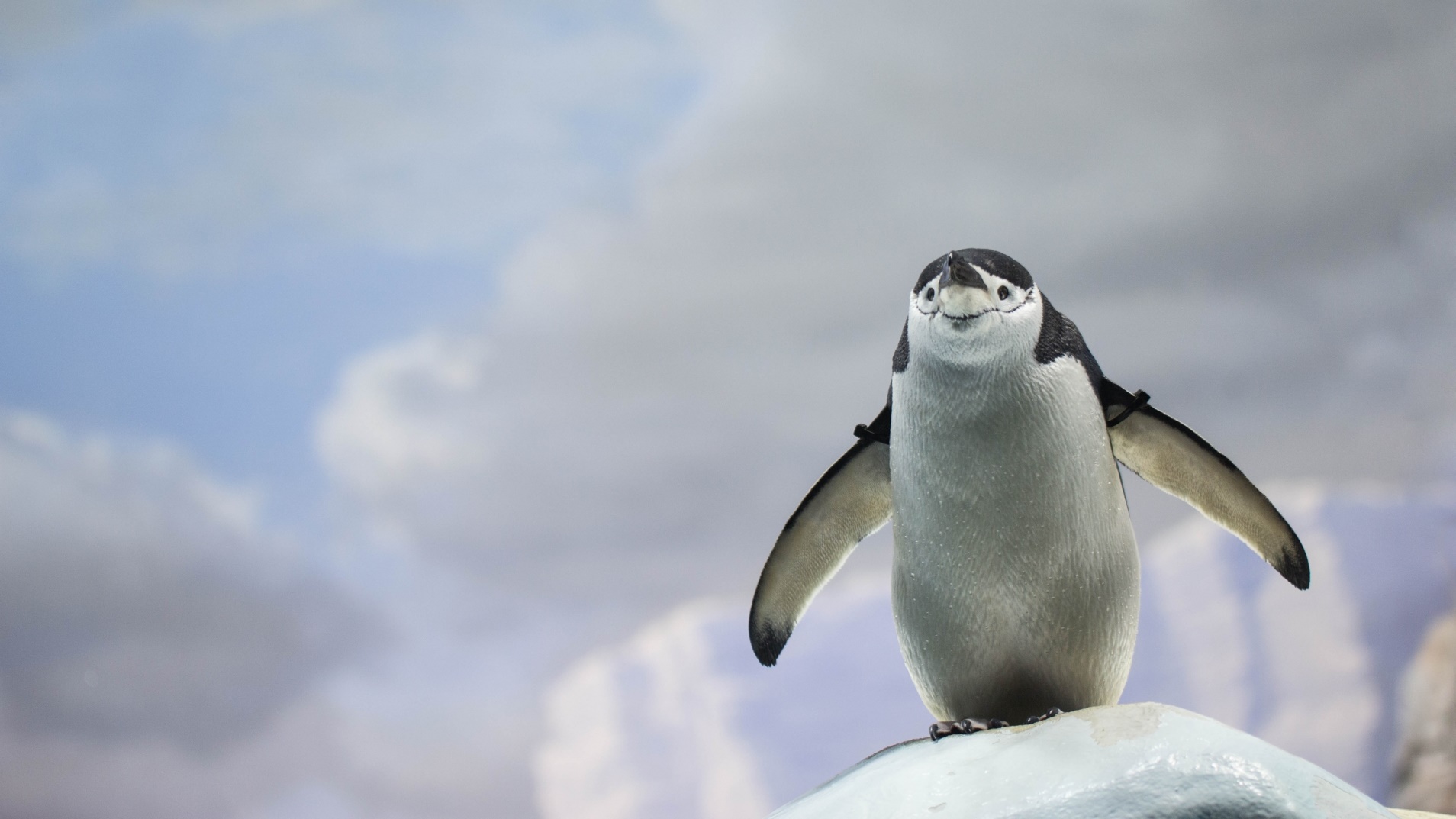 ヒゲペンギンの生態や性格は 最大身長など大きさや赤ちゃんについても 海鮮アクアリウム 海の生き物 魚介料理を楽しむためのブログ