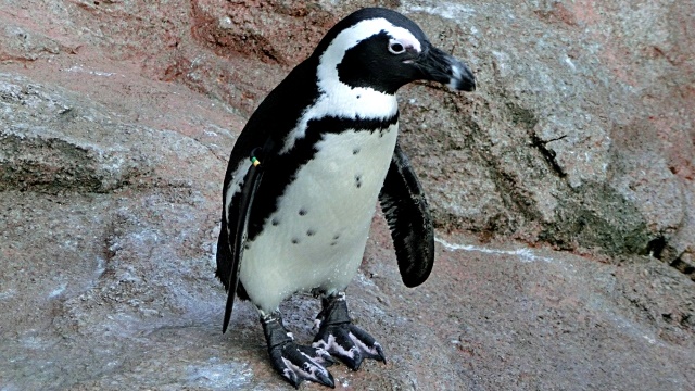 ケープペンギンの生態や性格は 最大身長など大きさや赤ちゃんについても 海鮮アクアリウム 海の生き物 魚介料理を楽しむためのブログ