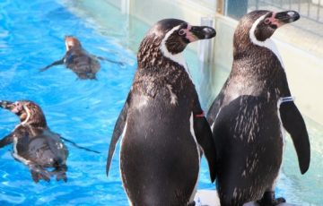 フンボルトペンギンの生態や性格は 最大身長など大きさや赤ちゃんについても 海鮮アクアリウム 海の生き物 魚介料理を楽しむためのブログ