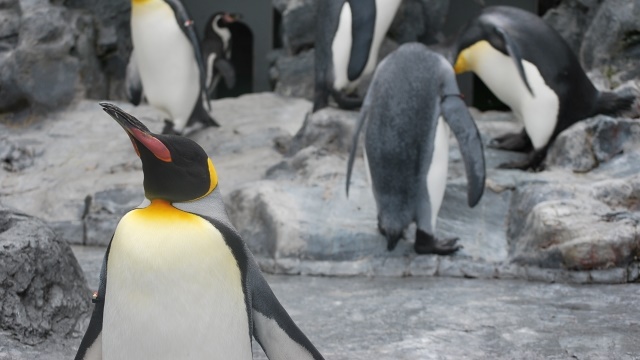 オウサマペンギンの生態や性格は 最大身長など大きさや赤ちゃんについても 海鮮アクアリウム 海の生き物 魚介料理を楽しむためのブログ