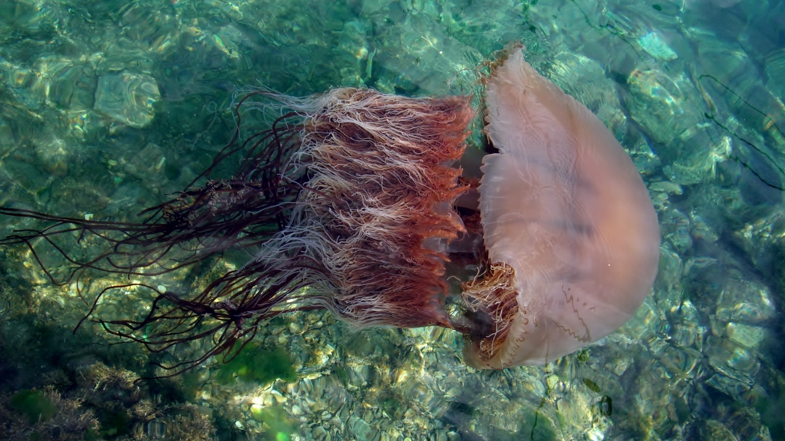 エチゼンクラゲの毒性とその成分は 刺されたときの対処法 海鮮アクアリウム 海の生き物 魚介料理を楽しむためのブログ