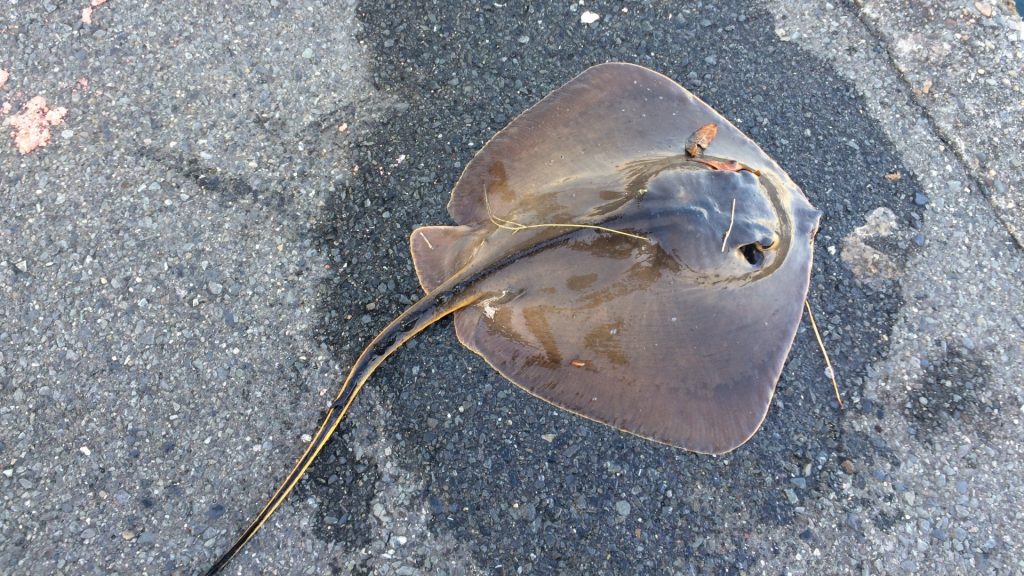 アカエイの毒の成分と強さは 日本での死亡事故の例はあるの 海鮮アクアリウム 海の生き物 魚介料理を楽しむためのブログ
