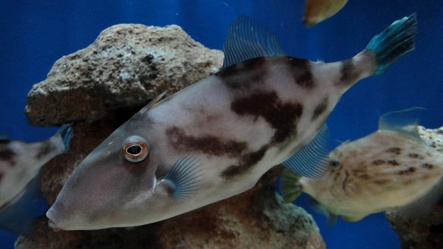 ウマヅラハギとソウシハギの違いは 見分け方を写真 画像付きで解説 海鮮アクアリウム 海の生き物 魚介料理を楽しむためのブログ